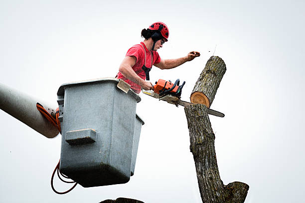 Best Tree Disease Treatment  in Sandpoint, ID